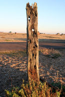 Derek Jarman’s garden, Dungeness